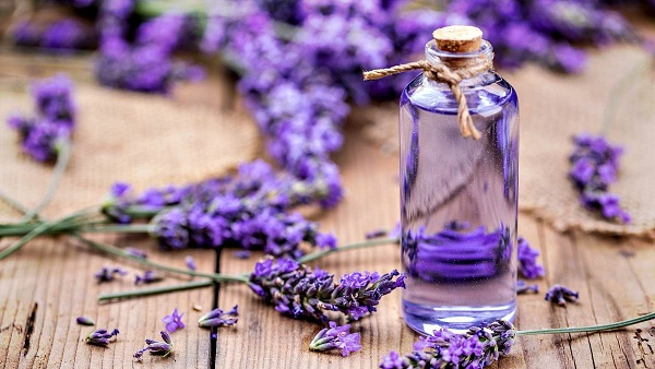 Có nên sử dụng dầu oải hương dưỡng tóc hay không? 4 Dầu oải hương có rất nhiều công dụng trong cuộc sống