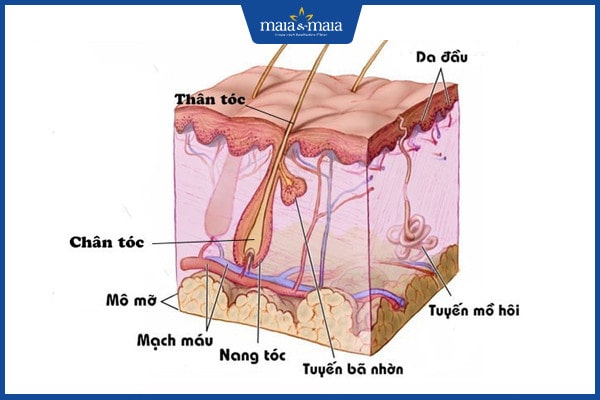 Rụng tóc sau sốt xuất huyết: nguyên nhân và cách khắc phục 2 rụng tóc sau sốt xuất huyết