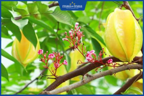 Cách chữa viêm da cơ địa hiệu quả, không lo tái phát 4 Mẹo chữa viêm da cơ địa bằng lá khế