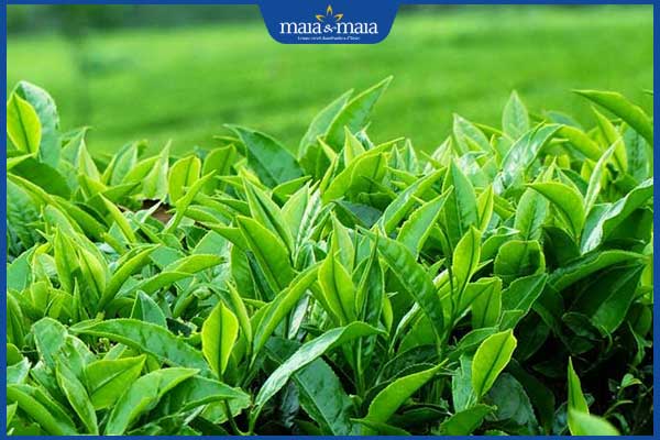 dùng trà xanh trị mụn trứng cá