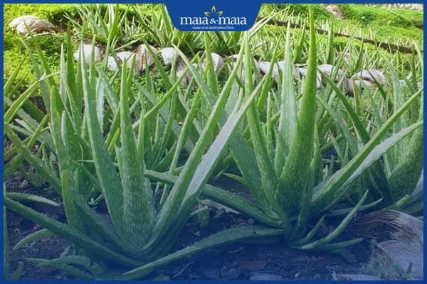 làm sạch mụn lưng bằng lô hội