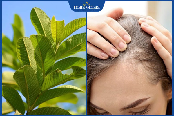 lá ổi trị rụng tóc