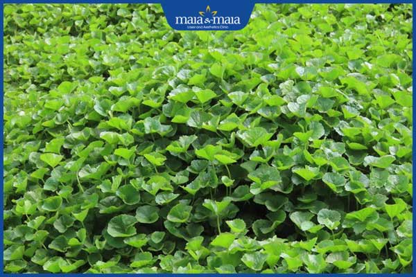 chữa sẹo lồi bằng rau má