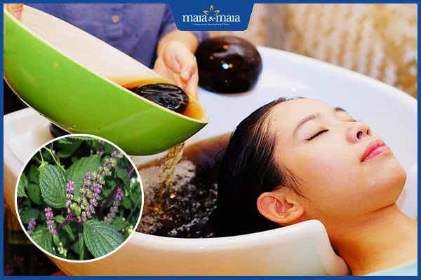 gội đầu bằng hương nhu