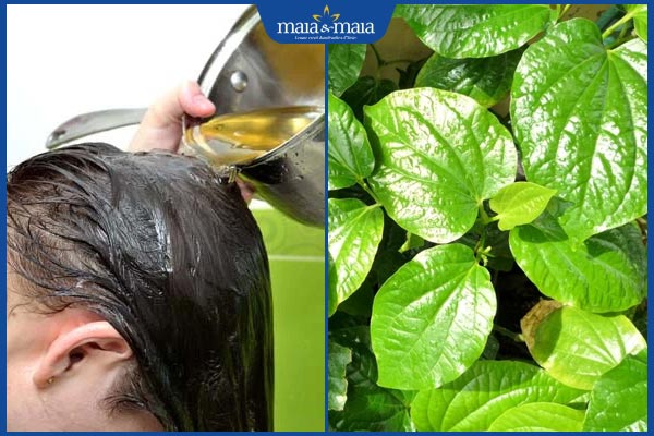 gội đầu lá trầu không