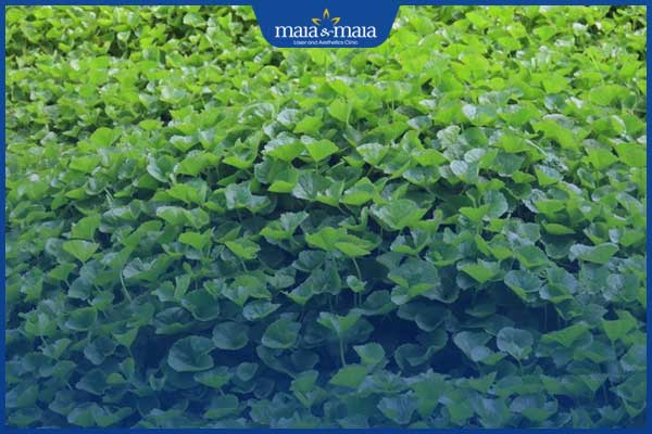 rau má chữa sẹo lồi