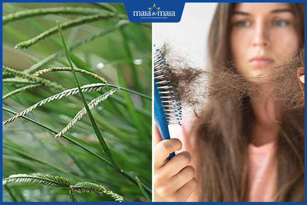 trị rụng tóc bằng cỏ mần trầu