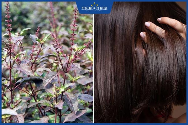 trị rụng tóc bằng hương nhu