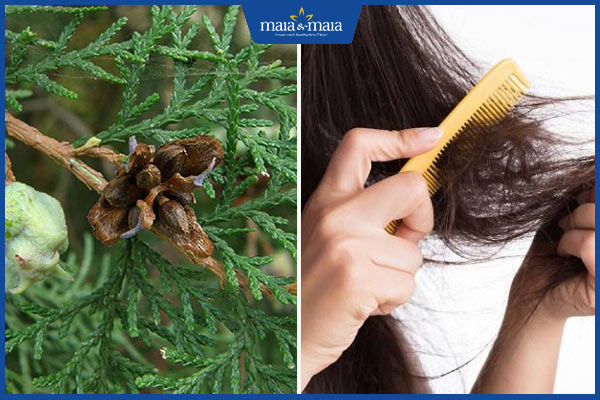 trị rụng tóc bằng trắc bá diệp