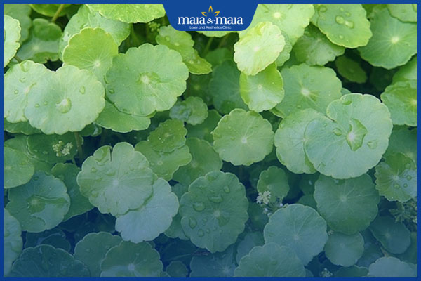 rau má trị sẹo mụn lồi
