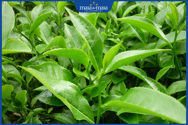 dùng lá trà xanh chữa mụn bọc đầu mũi