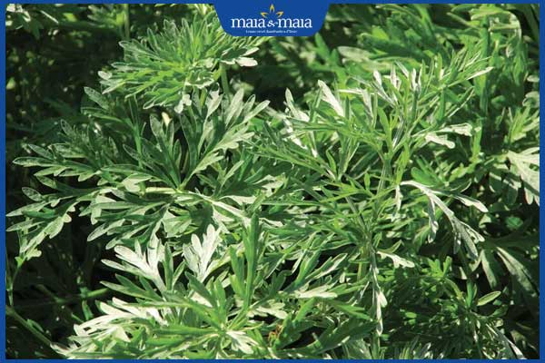 công dụng của ngải cứu trong việc trị nám