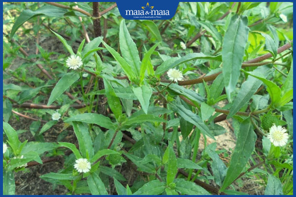 Tham khảo ngay 12 bài thuốc Đông y trị rụng tóc tại nhà 6 cỏ mực