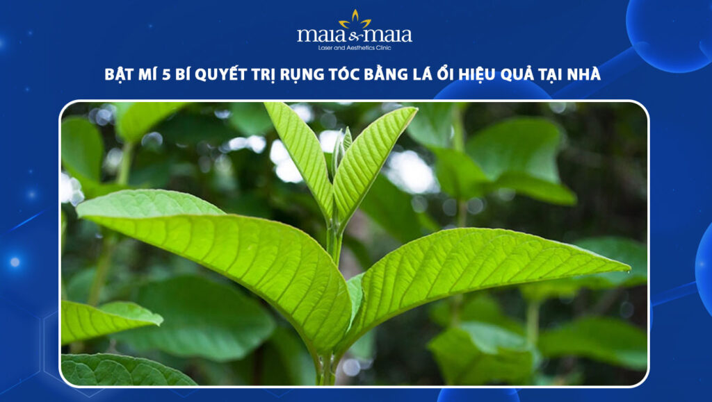 trị rụng tóc bằng lá ổi