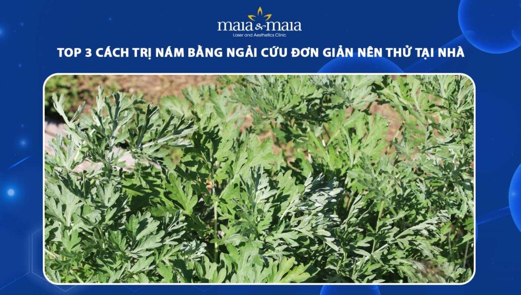trị nám bằng ngải cứu