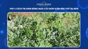 trị nám bằng ngải cứu