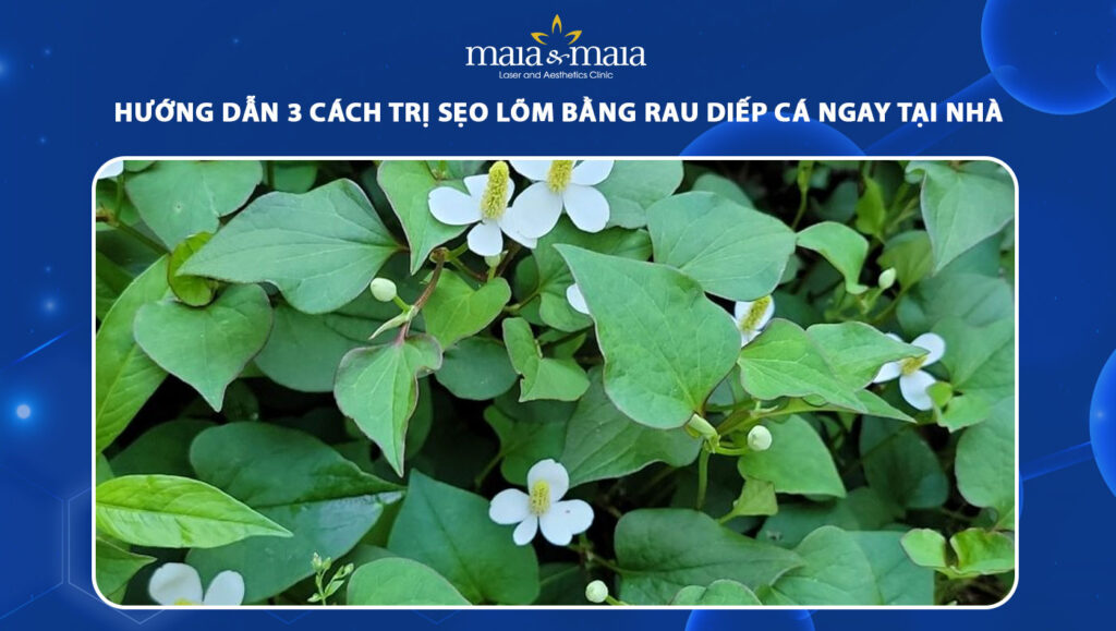 trị sẹo lõm bằng rau diếp cá